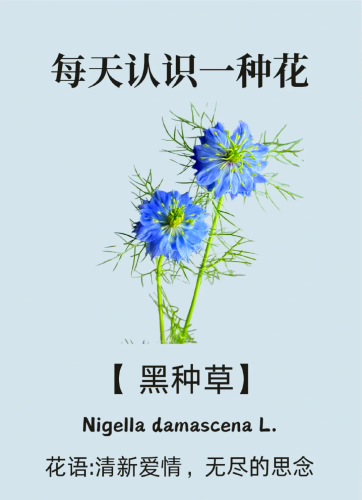 嫩草研究所久久久精品免费看嫩草研究所，久久久精品免费看，探索神秘植物世界