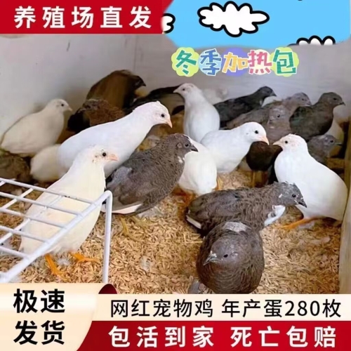 国产色无码精品视频免费国产色无码精品视频免费，引领潮流，品质生活新选择